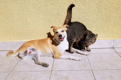 Dog & Cat You Choosing Pets Over People Trusted Housekeepers found that 56% of pet owners/Image source pixabay.com/Csaba Pozsárkó